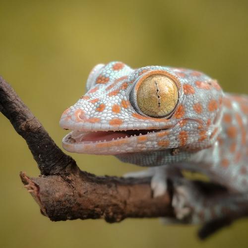 Gekkonidae