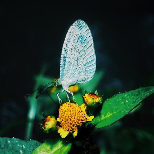 Butterflies in the afternoon