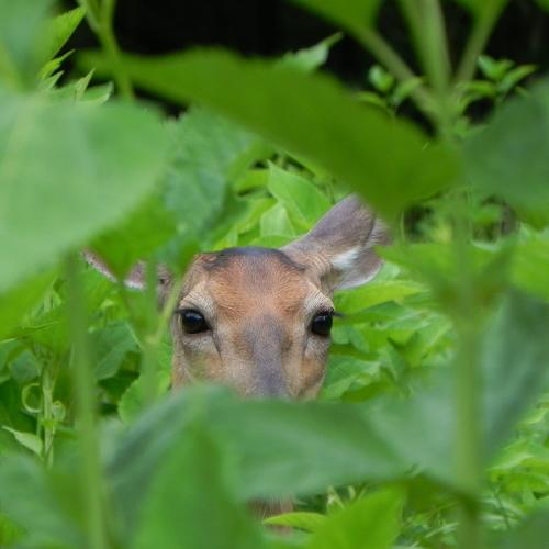 Doe Hiding