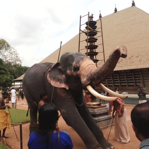 Voice of an Elephant