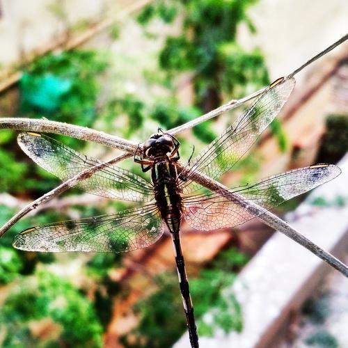 DRAGONFLY....