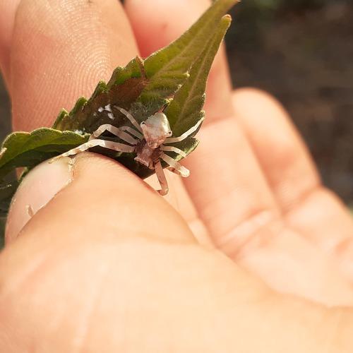 Insect
