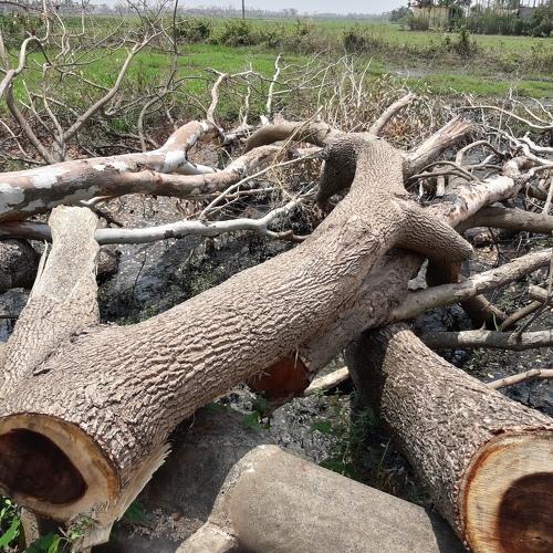 Root out trees in Cyclone