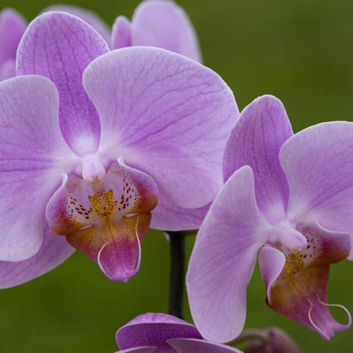Orchid