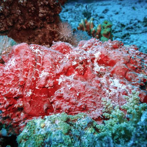 Рыба-камень в ожидании добычи.