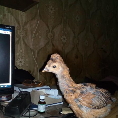 «Интеллектуальный цыпленок»