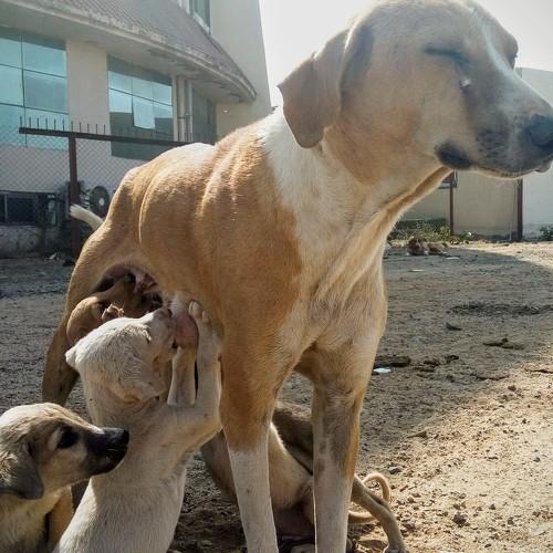 Motherhood