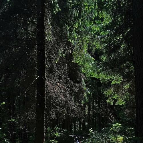 Forest, shade, bike