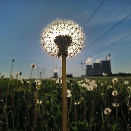 Dandelion