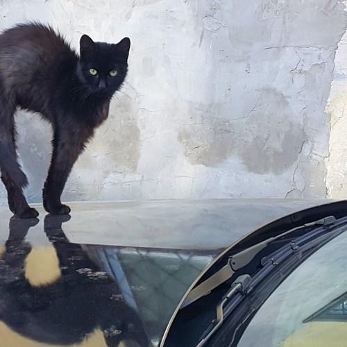 Котэ на БМВ