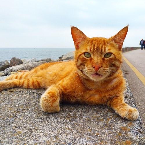 Cat in the seaside