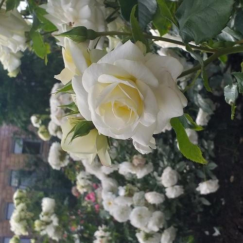 Photo #3349102