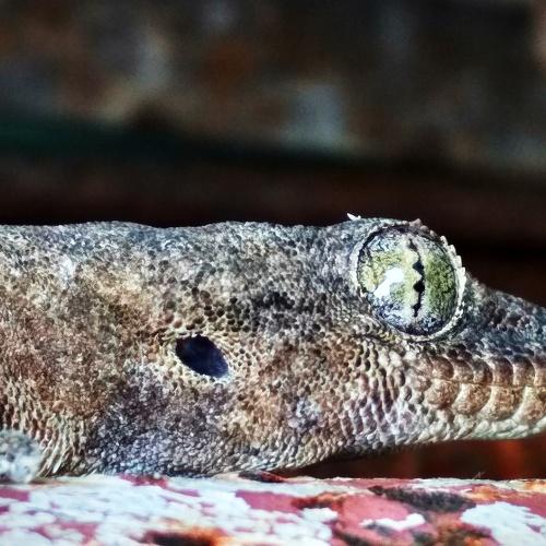 Lazy Lizard....