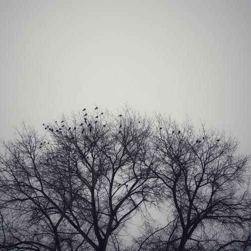 Photo #3350044
