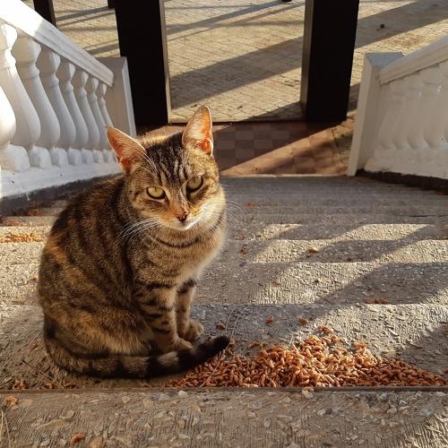 Photo #3350047