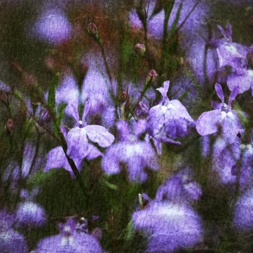 Acurela