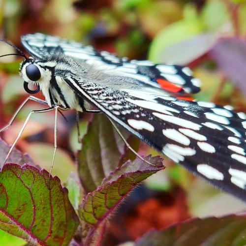 Macro Butterfly
