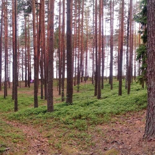 Солца последний луч...