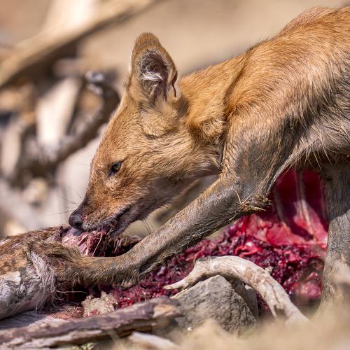 Wild Dog With Spotted Deer Kill