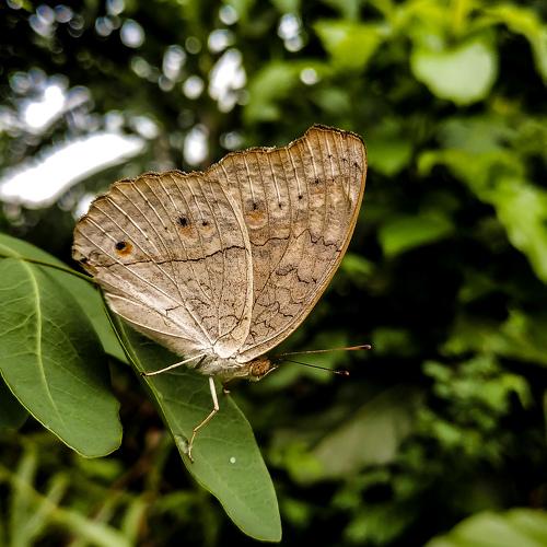 Id: Junonia Atlites