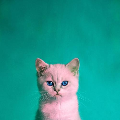 Котенок