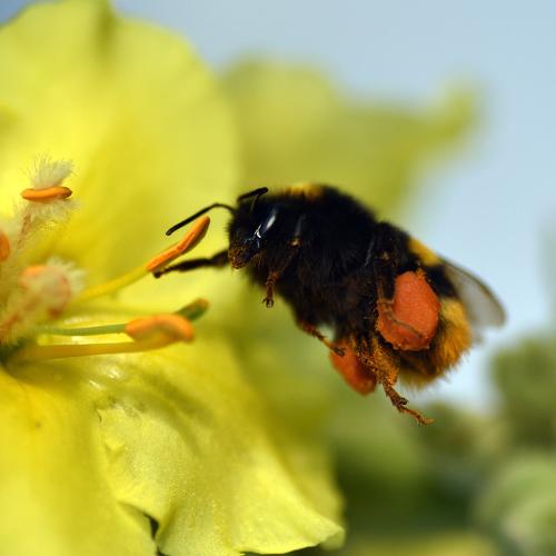 nectar hunter