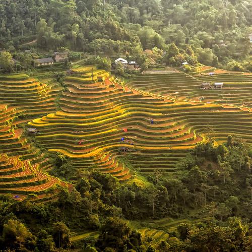 Land color after harvest