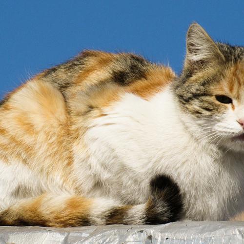 Photo #3360252
