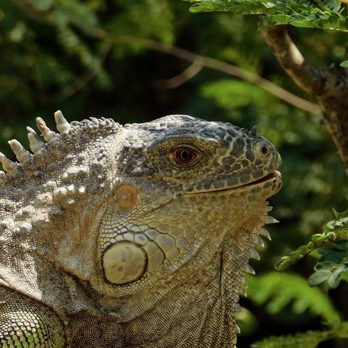 The eye of wildlife