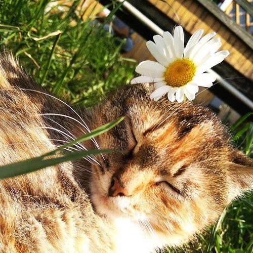 Кошка~