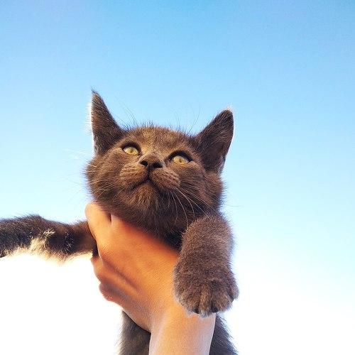 Кошка~