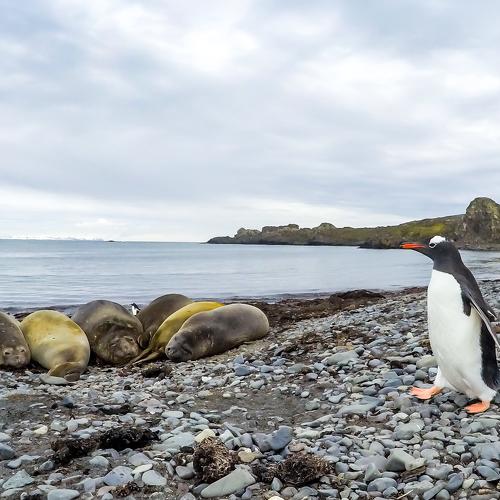 Penguin and the sleeping giants