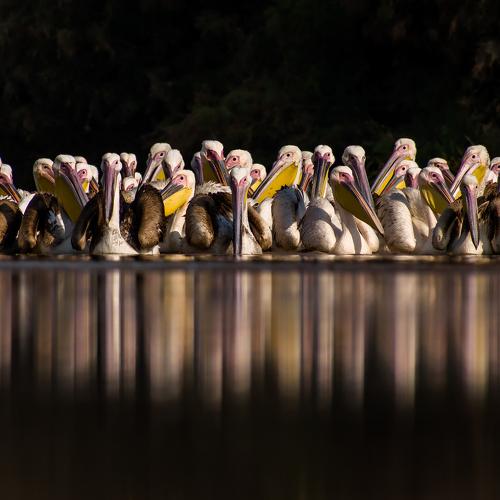 Great White Pelican