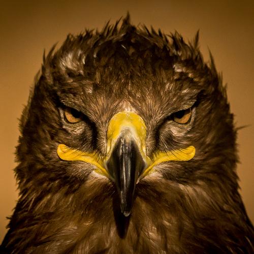 Steppe Eagle