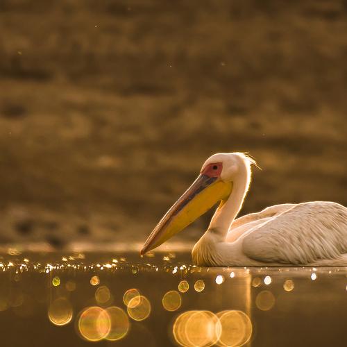 Great White Pelican