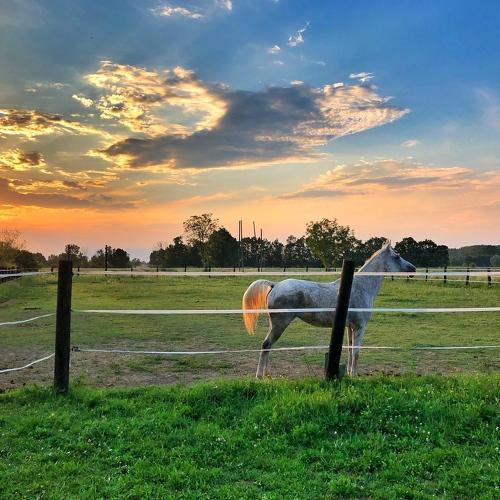 Horse & sunset