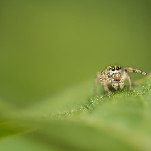 Tiny predator
