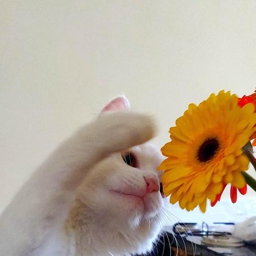 Harry e a Flor