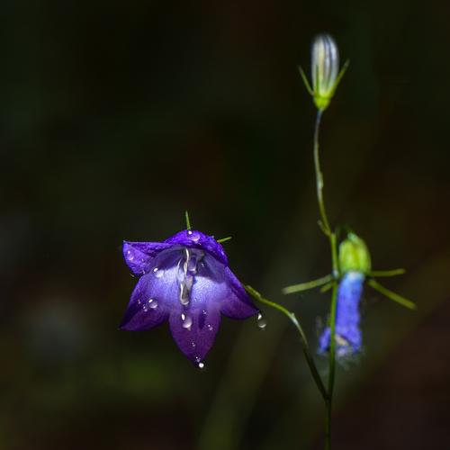 колоколчик