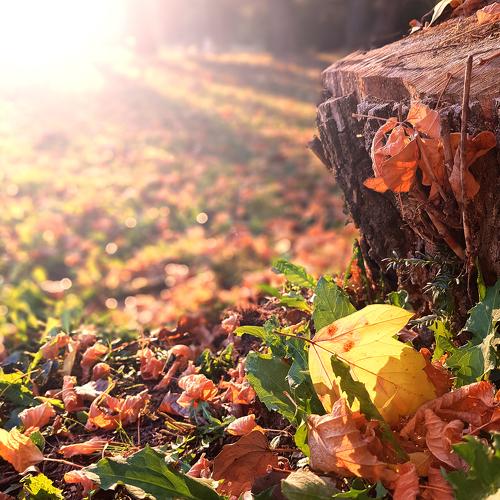 Autumn leave in the park
