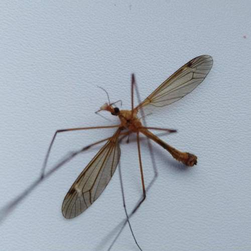 Photo #3368080