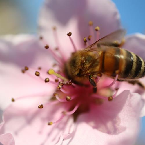 Bee On Peach Blossom
