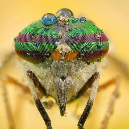 Colores al natural