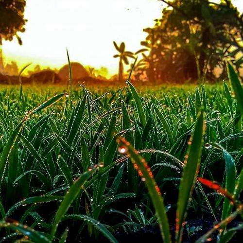 Sunrise at village