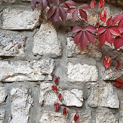 Red leaves on the rustic stonewall background