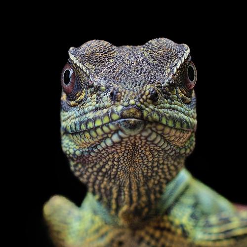 Passport Photo