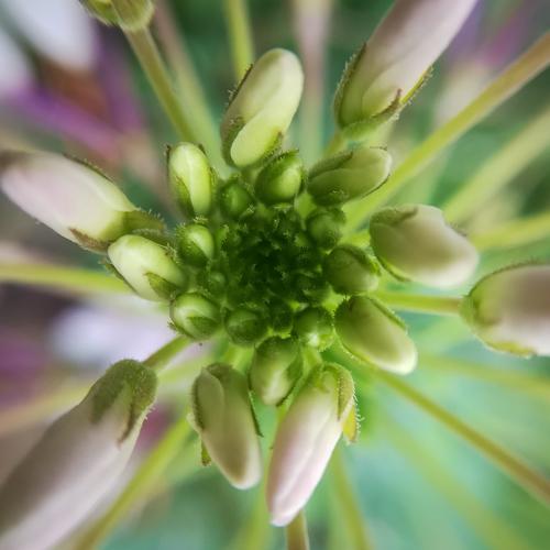 beauty of macro