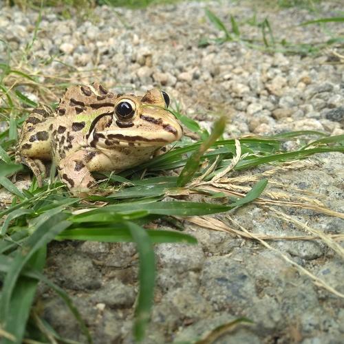 Frog