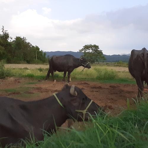 The buffalows.