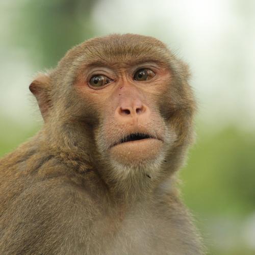 Monkey king